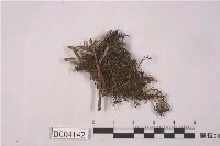 藏品(苔類 )的圖片